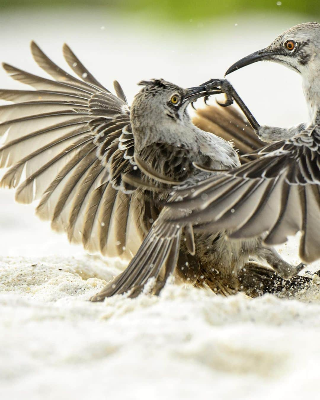 National Geographic Travelさんのインスタグラム写真 - (National Geographic TravelInstagram)「Photo by @jonathankingston / Highly territorial, the Española mockingbird (Mimus macdonaldi) is found only on the island of Española in the Galápagos archipelago of Ecuador. They hunt cooperatively, have almost no fear of humans, and have a social structure organized into family groups. They are small, fierce, curious, and mighty.  Part of the mystique of visiting the Galápagos is the possibility of seeing moments like this. Moments where time stops and the rest of the world momentarily disappears into the wonder of simply being a witness.   What makes time stop for you?  Join me @jonathankingston for more images, stories, and ideas from my life as a professional photographer. #galapagos #archipelago #mockingbird #espanolamockingbird #mimusmacdonaldi」1月27日 0時48分 - natgeotravel