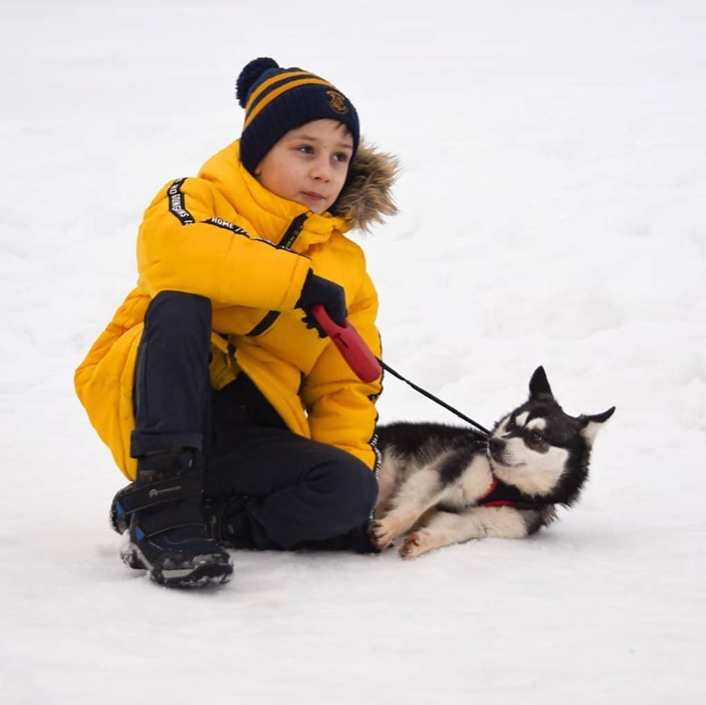 Puppy For Sale.のインスタグラム：「Очень красивый подрощенный черно белый черноглазый мальчик #kleekai готов к переезду в новую семью ❤️😍 ⠀ ____ ⠀ Больше информации вы можете получить, написав в Директ и на личном сайте питомника www.artsimpatiya.ru Пройдя по ссылке в профиле😊 ⠀ Следите за нашими обновлениями и подписывайтесь👇 @alaskan_klee_kai ⠀ #аляскинскийкликай #кликай #кликайщенок #kleekaipuppy #минихаски #alaskankeekai #kleekai’s  #minihusky #minihuskypuppy」