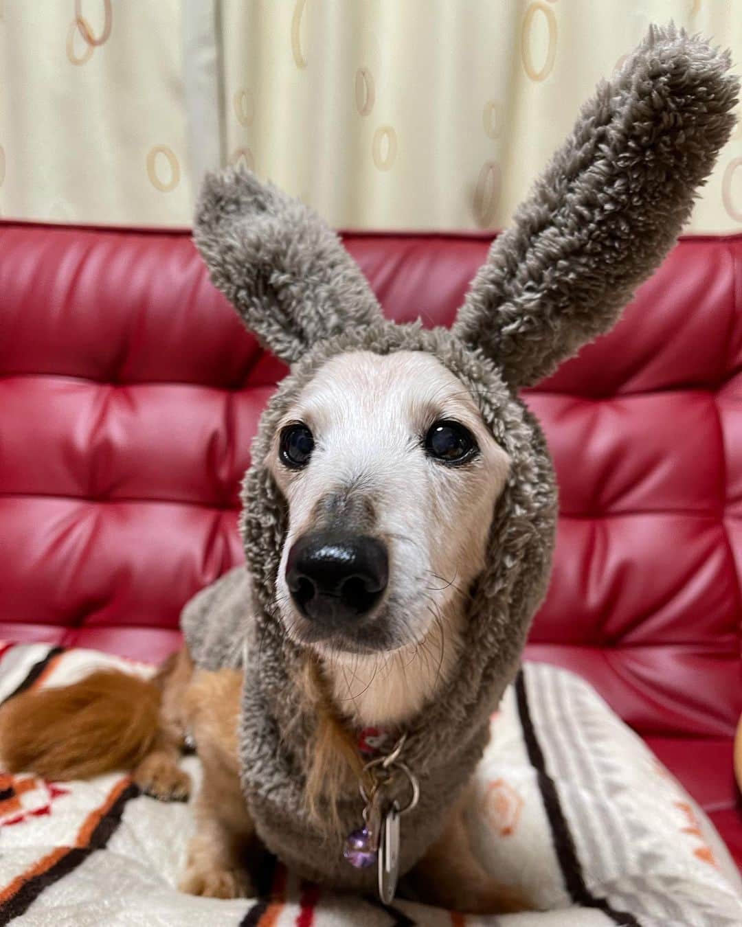 のインスタグラム：「お耳ぴょーん🐰 @full_of_vigor  ＊ #full_of_vigor  #犬#ダックス#ダックスフンド#ミニチュアダックス#dachs#いぬぐみ📛#pecoいぬ部#シニア犬 #よく寝るシニア犬#わんぱく部#サンデイ#todayswanko #ボンボンハイスクール#ダックスの日常」