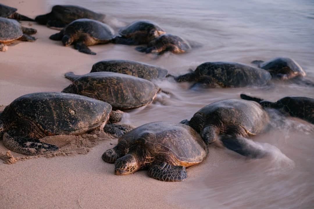 National Geographic Travelさんのインスタグラム写真 - (National Geographic TravelInstagram)「Photo by @max.lowe / It’s one of the things I had always heard about but never observed in person—the coming ashore of sea turtles, once hatched in the exact spot, to the same beach to lay their own eggs. As the day grew late, more and more of these green sea turtles emerged from the surf onto this sheltered beach to start the next generation. To see more from his time in Hawaii follow @max.lowe.」1月26日 16時40分 - natgeotravel