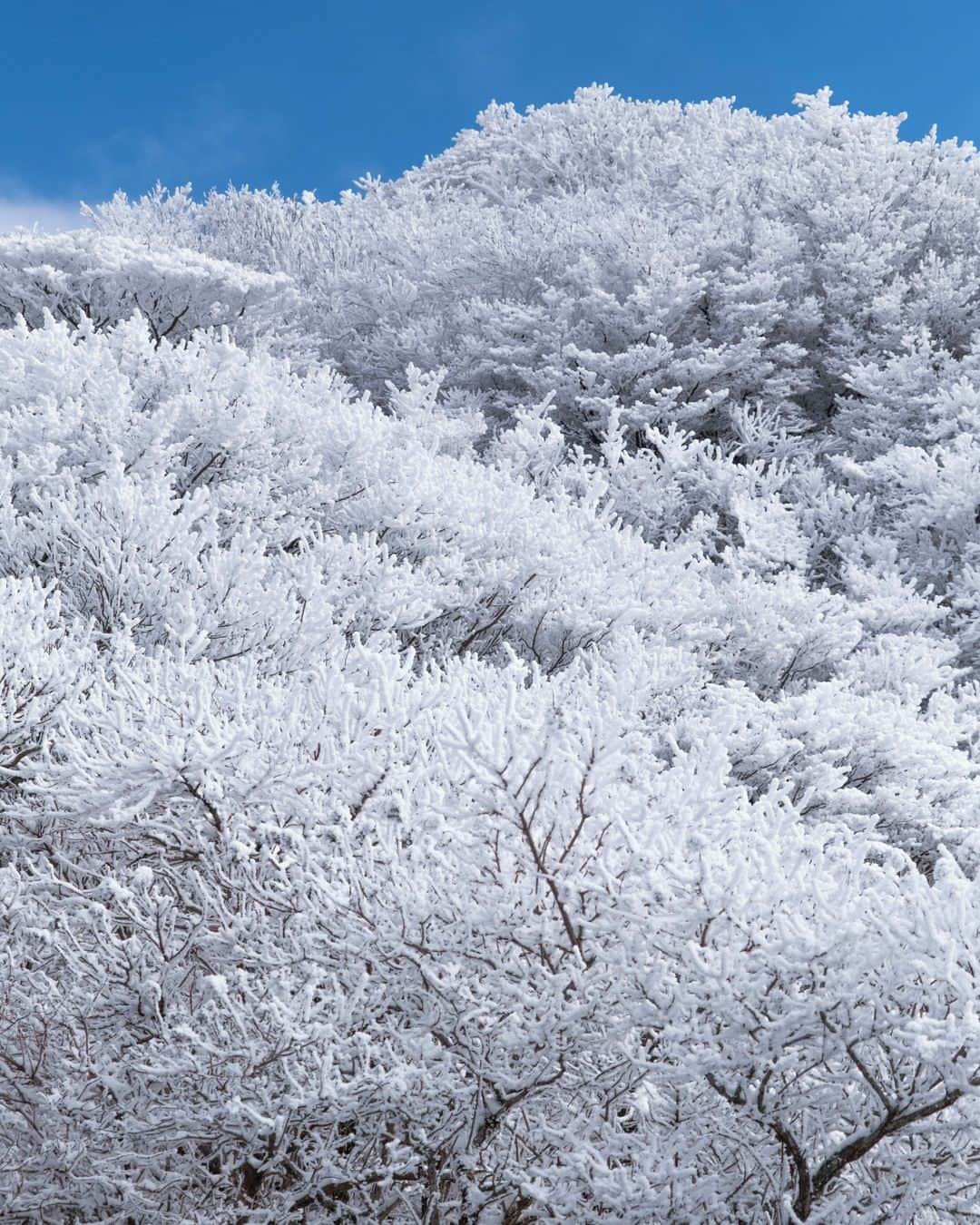 九州電力さんのインスタグラム写真 - (九州電力Instagram)「山全体が白い雪の花でいっぱいに❄⁣ .⁣ 霧や雲が木の幹や枝に吹き付けられて凍った「花ぼうろ」⁣ 今しか見ることのできない冬の芸術をご自宅でお楽しみください☃️⁣ .⁣ 📍雲仙仁田峠（長崎県雲仙市小浜町）⁣ .⁣ 気兼ねなくお出かけできる日が来るまで、お届けする九州の風景が、皆さまの元気や癒しになれば幸いです🍀⁣ 九電グループでは、「あしたプロジェクト～あしたを、しんじて、たすけあおう～」を展開しています。詳しくは、HPをご覧ください✨⁣ .⁣ #九電 #kyuden #九州の灯り #九州ぐらむ #広がり同盟 #九州旅行 #九州 #九州愛 #kyushu #長崎 #nagasaki #ながさき #雲仙 #雲仙市 #unzen #仁田峠 #妙見岳 #山岳写真 #霧氷 #花ぼうろ #雪化粧 #白銀の世界 #絶景 #絶景スポット #日本の絶景 #景色最高 #幻想的な空間 #インスタスポット #フォトスポット #あしたプロジェクト」1月26日 17時00分 - kyuden_official