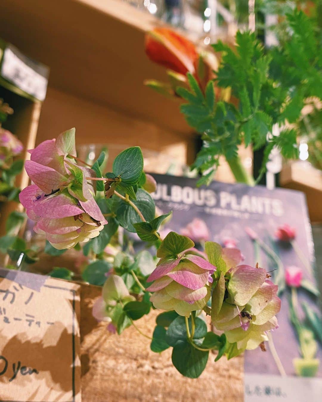 柏の葉 T-SITEさんのインスタグラム写真 - (柏の葉 T-SITEInstagram)「【PICK UP】﻿ 『今週のdecora便🌿 #23』﻿ ﻿ 〈ジャンル〉食・暮らし﻿ 〈場所〉1F 暮らし﻿ ﻿ こんにちは。﻿ フラワーショップ デコラ @decoradecora さんから﻿ 届いたお花をご紹介するこちらのコーナー。﻿ ﻿ 今週は久しぶりに #鉢物 が入荷してまいりました👀﻿ #オレガノケントビューティー は先端が﻿ 紫色に色づく可憐な様子を楽しめます。﻿ 時間が経つとドライフラワーに変化し、﻿ ハーブとしてもお使いいただけます。﻿ ﻿ #リプサクス は #ハンギング で飾れるグリーン🌿﻿ 10日に1回ぐらいの水やりでよいので、﻿ 育てるのも比較的簡単です。﻿ ﻿ 大人気の #ミモザのスワッグ や #リース、﻿ #ミニオーナメント も引き続き入荷しております。﻿ 黄色は明るく、春を感じさせてくれる色ですね。﻿  ﻿ 旬の #ヒヤシンスの球根 も沢山入りました✨﻿ #球根 にお使いいただけるさまざまな花瓶もご用意。﻿ ご一緒にいかがでしょうか？﻿  ﻿ ーーーーーーーーーーーーーーーーーーーーー﻿ 少しずつ暖かくなってきた近ごろ。﻿ おうちの中から、春の兆しを見つけてみませんか。﻿ ﻿ #柏の葉tsite #tsite #柏の葉蔦屋書店 #蔦屋書店 #おうちガーデン #decora #お花のある暮らし #フラワーショップ #フラワーギフト #春のインテリア #球根 #ヒヤシンス #ミモザのリース #ミモザ #ドライフラワー」1月26日 16時53分 - kashiwanohatsite