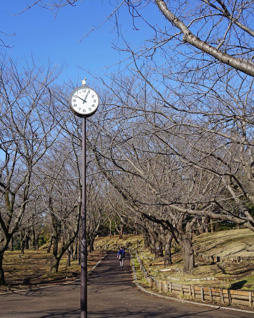 平塚市さんのインスタグラム写真 - (平塚市Instagram)「* 総合公園の桜は春に備えて充電中… この道が桜色に染まる日が待ち遠しい！ *** #手をつなぎたくなる街 #hiratsukagood #hiratsuka#平塚 #総合公園#公園 #平塚市総合公園 #桜#桜並木#蕾 #冬#冬景色 #時計#時計塔 #週末の過ごし方 #日々#暮らし #instagramjapan#igersjp」1月26日 16時58分 - hiratsukagood