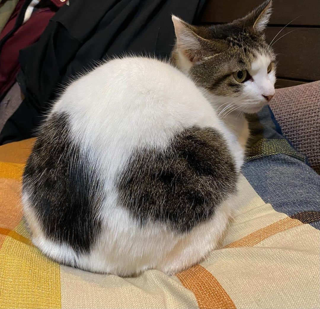 佐野優子のインスタグラム：「. いろんなところに♥♥♥ . #ねこ #クッキー #ハート柄の猫」