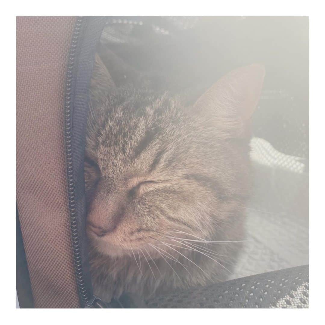 こむぎのインスタグラム：「* 引き続きししくんのことです😭 (5.6枚目の写真は傷口なので苦手な方はスワイプご注意ください🙇🏻)  ししくん突然ですが昨日入院先の病院が変わりました💦 先週18日にお尻に出来た膿瘍が破裂して、当初通院で処置をしてもらっていましたが、投薬が難しく20日から入院。 病院でなんとか給仕をしていただき22日にお見舞いに行った時は調子が良さそうに思えていたのですが、その後2回目の破裂🙀⁉️ 傷が広がり、23日の夕方に治りが遅いことから別の病気も疑われるため、このまま衰弱して最悪のケースも考えてくださいと言われてしまいました…😭 詳しい検査のできる遠方の二次病院へ行くことを勧められましたが、時間をかけてそこまで行き、さらに時間をかけて検査することはビビリのししくんにとってかなりのストレスになります💦 青井さん経由で専門知識のある方にも相談をして、なるべくししくんのストレスのないよう、同じ市内のもう少し大きな病院へ転院させることを決断💦 預かりさんにバタバタと動き回っていただき、なんとか無事にししくん転院できました‼️  1枚目と2枚目は移動中のししくん。お目目しっかりしています👏 3枚目の写真は新しい病院でのししくんの様子。今日も預かりさんにお見舞いに行ってきていただきました😭  転院先ではまずは膿がどこまで広がっているかを見て、洗浄してとにかく膿を出し切ること！と、傷の適切な処置をしていただき、39.8度あった熱も1日で平熱の37.6度まで下がりました😭 5.6枚目の写真は痛々しいですが傷口と背中の様子。 皮膚の湿疹が広範囲に見つかり、そちらの検査をしていただいています💦そちらのことは検査結果が出てからまたお知らせしますー🙇🏻🙇🏻 今のところししくんの体調不良は環境変化、食べられないことによる免疫力低下、その他色々なことが悪いように重なってしまったものだと思われます😭💦 もっと傷口の様子がわかる写真もあるのですが、あまりに痛々しかったので載せるのをやめておきます…😢 ただ、新しい病院ではしっかりと傷の洗浄、薬の投与、給仕、すべてにおいて適切に処置してくださっていて、現在のところでは大きな病気はないとのこと😭✨ ご飯も自力ではまだ難しいですが、口元に運ぶと食べてくれて、今朝もad缶1/4食べれたとのことでした😭✨  連日みんなであーでもないこーでもないと連絡取り合ってバタバタしておりましたが、なんとかししくんにとって良い方向へ進み始めました！！ ご心配をおかけして本当すみません😭 走り回ってくださった預かりさんにも感謝です😭😭😭→ @takanokenoneko.399   昨日は午前中にこのししくんの転院の件があり、午後はてなちゃんの病院へ💦 胃腸が荒れているようで吐き戻しが酷くなり若干血が混じっているとのこと。 注射と点滴でなんとか落ち着いてくれるといいな。てなちゃん今日は吐くことなくご飯も食べれています🤗  医療費が心配になってきたところで、知人からの寄付もタイミングよく受け取りありがたかったです😭 ししくんもうしばらく入院になりそうですが、絶対元気になれると信じて頑張ります😭✨ 辛い思いさせてしまってししくん本当にごめんね…あともう少しだからね😭頑張ろう😭😭 どうか引き続き見守っていただけますと嬉しいです…🙇🏻🙇🏻 #岐阜多頭崩壊レスキュー」