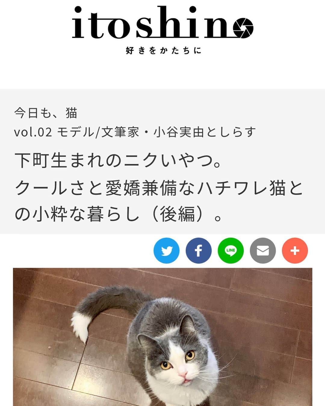 小谷実由さんのインスタグラム写真 - (小谷実由Instagram)「webサイト itoshinoにて、しらすとの日々を書いています。前編に引き続き後編が公開されました。最近のしらすはふわもこな毛布を明け方にうどんが出来そうなくらいせっせと捏ねています。  https://canon.jp/personal/fun/itoshino/article/cat2nd」1月26日 17時10分 - omiyuno