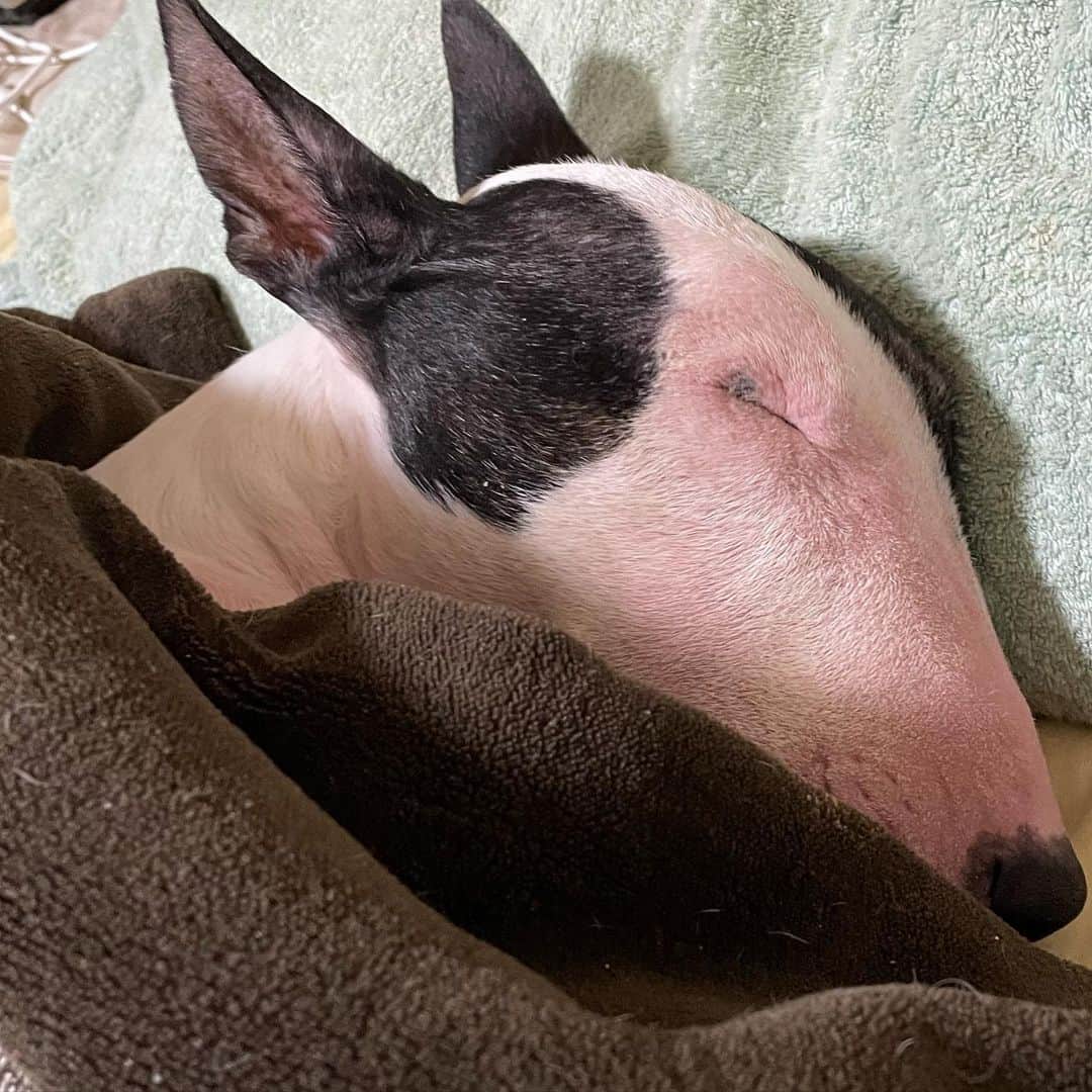 のインスタグラム：「#minituru#bull#terrier#minibullterrier#miniturubullterrier#dog#dogstagram#cute#qtaro#love#family#ミニチュア#ブルテリア#ミニチュアブルテリア#Q太郎」