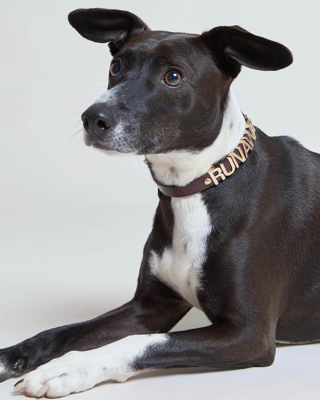 カレンウォーカーのインスタグラム：「Beautiful Mickie (whippet/staffi cross) sports our new leather RUNAWAY collar - this and the matching lead are available in-store and online now.」