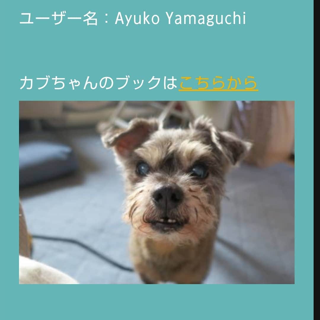 タンゲクンのインスタグラム：「まるごしちゃん一号の カブちゃんです、 15歳には見えない愛らしさ だけど幾つもの病気を乗り越えて逞しく生きてます その姿に胸が打たれます。  カブちゃん元気でいてね 絵は友達とアイスホッケーの後のクールダウンの情景を 二枚目に 絵は部分です。  #ドコノコ #にて隊 #まるごしちゃん」