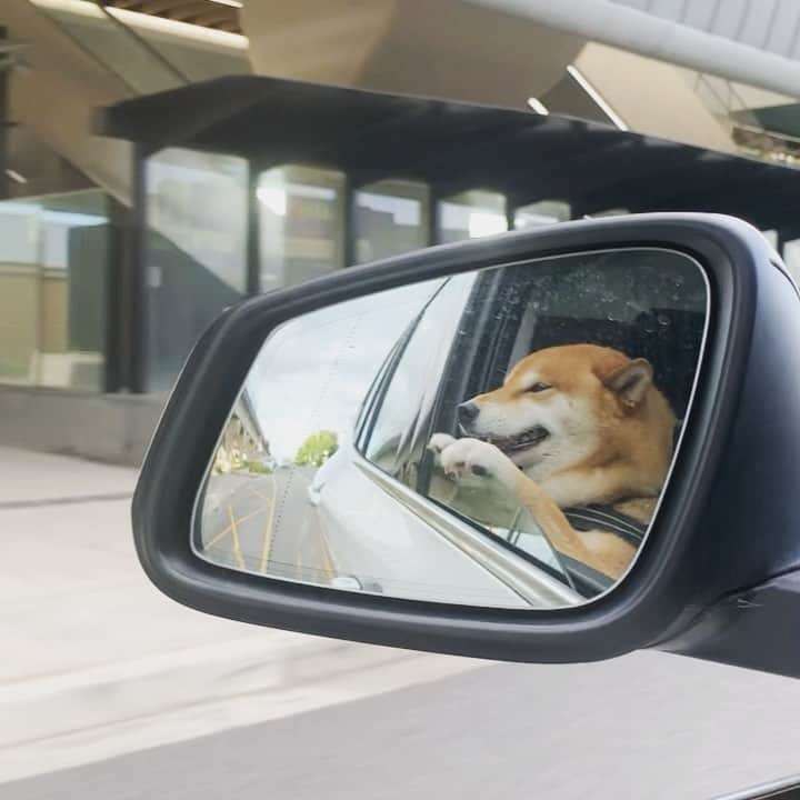 Shibainu Pontaのインスタグラム