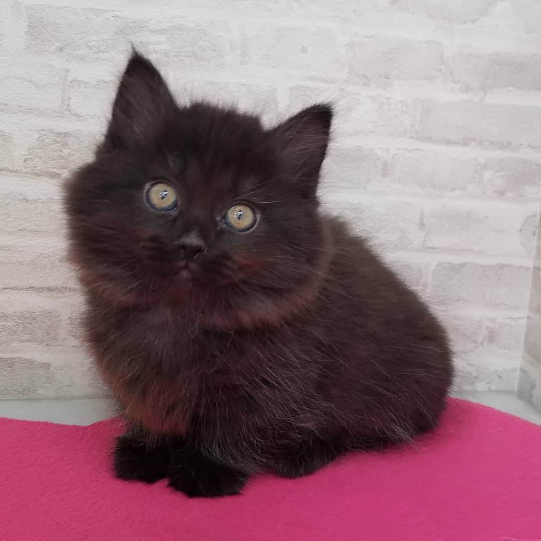 マンチカン(munchkin)キャットファーム大谷さんのインスタグラム写真 - (マンチカン(munchkin)キャットファーム大谷Instagram)「ミヌエット短足ちゃん❤ No1949本日ご紹介です💕  #キャットファーム大谷#まんちかん#マンチカン#ネコ#こねこ#にゃんこ#猫ちゃん#ねこ部#ニャンスタグラム#猫#ねこ#子猫#モフモフ#モフモフねこ#ミヌエット#短足#ねこすたぐらむ#愛猫#かわいい#ふわもこ部#猫のいる暮らし#マンチカンブリーダー#ミヌエットブリーダー#cat#catsgram #catsofinstagram#instacat#picneko」1月26日 17時53分 - roytar222