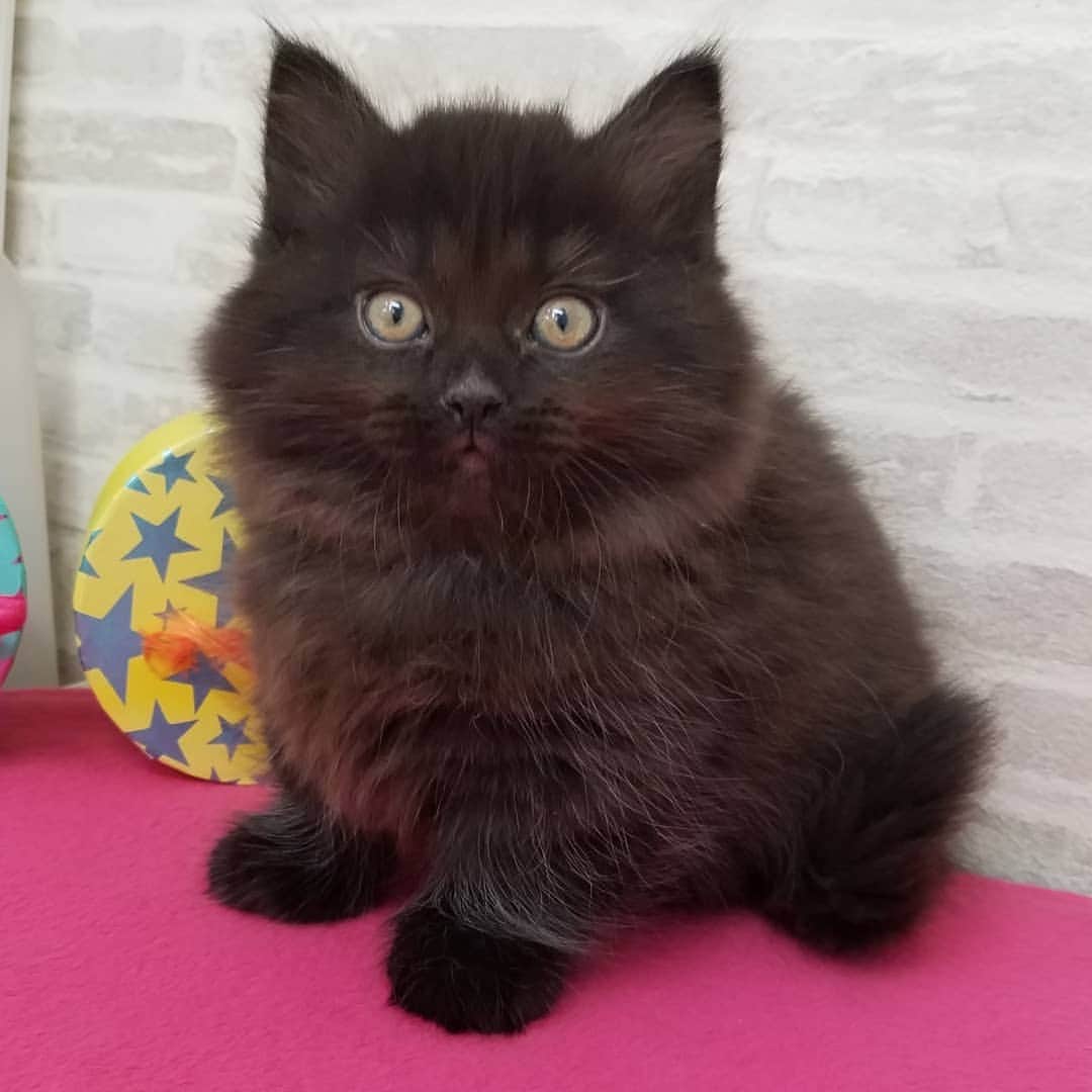マンチカン(munchkin)キャットファーム大谷さんのインスタグラム写真 - (マンチカン(munchkin)キャットファーム大谷Instagram)「ミヌエット短足ちゃん❤ No1949本日ご紹介です💕  #キャットファーム大谷#まんちかん#マンチカン#ネコ#こねこ#にゃんこ#猫ちゃん#ねこ部#ニャンスタグラム#猫#ねこ#子猫#モフモフ#モフモフねこ#ミヌエット#短足#ねこすたぐらむ#愛猫#かわいい#ふわもこ部#猫のいる暮らし#マンチカンブリーダー#ミヌエットブリーダー#cat#catsgram #catsofinstagram#instacat#picneko」1月26日 17時53分 - roytar222