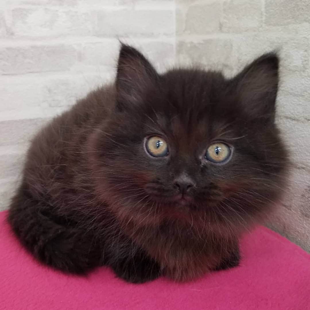 マンチカン(munchkin)キャットファーム大谷さんのインスタグラム写真 - (マンチカン(munchkin)キャットファーム大谷Instagram)「ミヌエット短足ちゃん❤ No1949本日ご紹介です💕  #キャットファーム大谷#まんちかん#マンチカン#ネコ#こねこ#にゃんこ#猫ちゃん#ねこ部#ニャンスタグラム#猫#ねこ#子猫#モフモフ#モフモフねこ#ミヌエット#短足#ねこすたぐらむ#愛猫#かわいい#ふわもこ部#猫のいる暮らし#マンチカンブリーダー#ミヌエットブリーダー#cat#catsgram #catsofinstagram#instacat#picneko」1月26日 17時53分 - roytar222