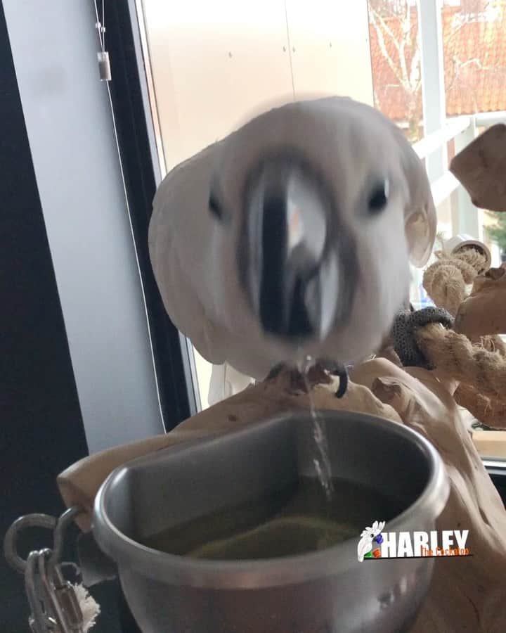 ? Enjoy Harley's Lifeのインスタグラム：「Goodmorning 😃😃😃#goodmorning #hellofrom #netherlands #awesome#vitamines #drink#parrots#healthy」