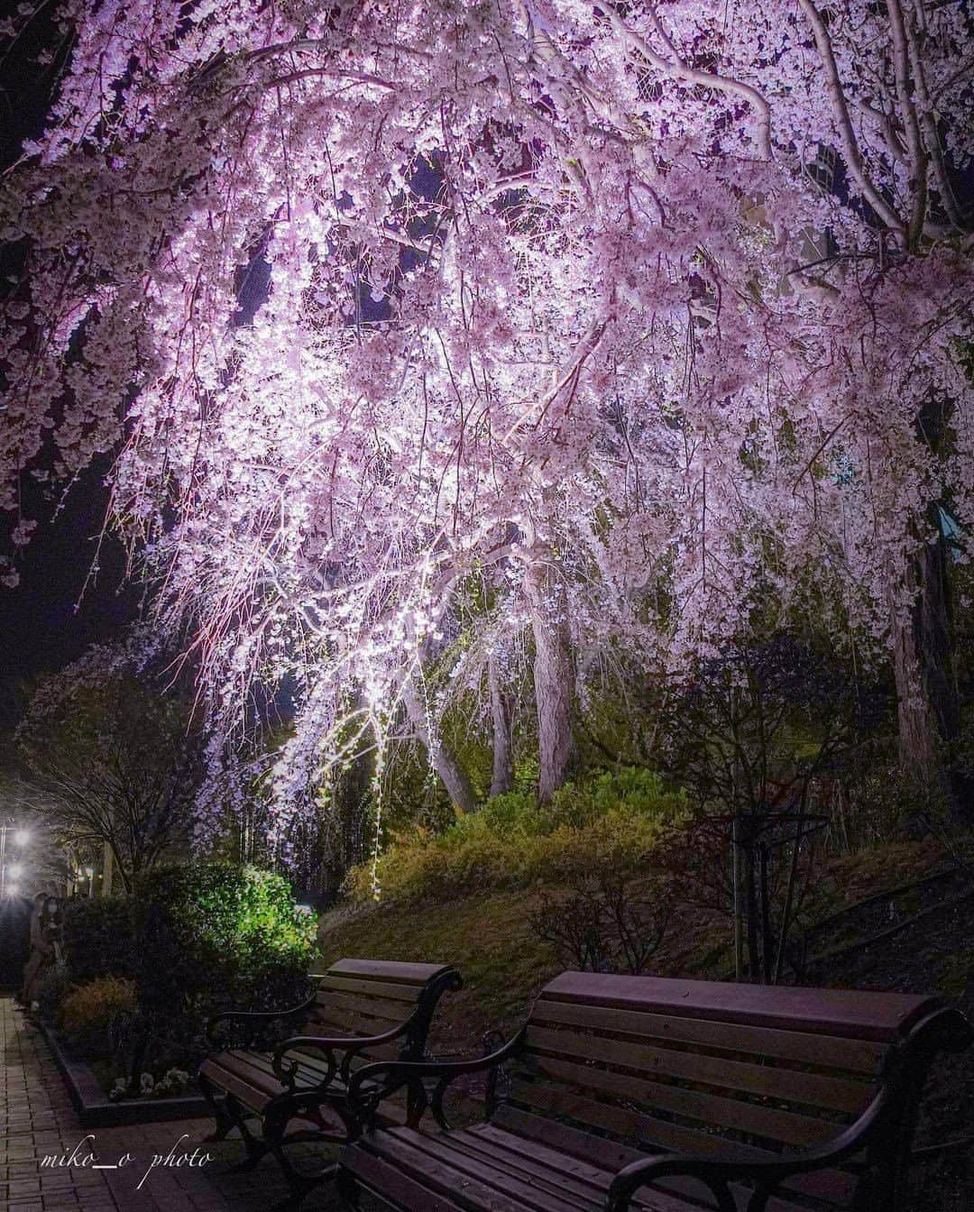 横浜市さんのインスタグラム写真 - (横浜市Instagram)「Showcasing #yokohamatomorrow, a collection of memories while looking forward to tomorrow.﻿ ﻿ “＼今年もこのpinkに逢いたい 山下公園の枝垂れ桜／  今日のpicは昨年の3月に撮影した 山下公園の枝垂れ桜です。  一眼レフデビューして、初めての春 この枝垂れ桜がどうしても撮りたくて 家にあった三脚を持って、1人でここまで来ました。  最初は心細かったけれど、 現地で話しかけてくれた方とInstagram仲間になったり、 楽しい時間となったことを思い出します。  あれから1年も経たないけれど 今はInstagramの仲間も増えて、 リアルで一緒に撮影散歩出来るお仲間も増えて幸せです✨  この桜が咲く頃には、 気持ちよく撮影散歩出来ますように😌 撮影日2020/3/21”﻿ ﻿ Photo & Text: @i_am_miko_o ﻿ #yokohamatomorrow﻿ ﻿ -﻿ ﻿ 皆様がいままでに撮られた大好きな横浜の写真（去年の同じ季節に撮られた写真など）に思い出などのエピソードとハッシュタグ #yokohamatomorrow を付けて投稿していただけないでしょうか？﻿ ﻿ ハッシュタグをつけて投稿していただいた写真を、健やかな日々が戻ってくると信じてご紹介していきます。﻿ ﻿ Looking forward to tomorrow, we have a request: Post your favorite memories and experiences in Yokohama - Something from last year or your last trip perhaps? - with the hashtag #yokohamatomorrow.﻿ ﻿ We will showcase these memories on our Instagram as they represent the Yokohama we are looking forward to while we navigate this challenging time together.﻿ ﻿ #myyokohama﻿ ﻿ #yokohama #darlingescapes #beautifuldestinations #artofvisuals #somewheremagazine #discoverglobe #travelawesome #passionpassport #lovejapan #explorejapan #japanlife #japanfocus #japan_vacations #japanrevealed #よこはま #ヨコハマ #横浜 #stayhome #staysafe #besafe #stayhomestaysafe #staysafeeveryone」1月26日 18時00分 - findyouryokohama_japan