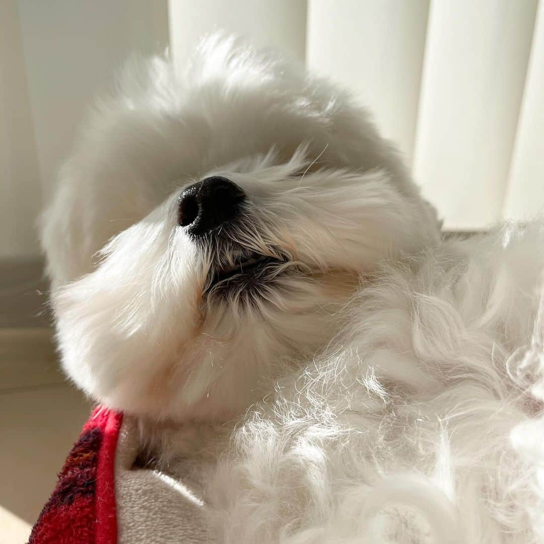 セロリさんのインスタグラム写真 - (セロリInstagram)「【日向ぼっこ】 ぬいぬい、まったり。 #maltese #マルチーズ #おじさまと猫 #ふくまる #malteseofinstagram #maltese101 #malteser #malteseofficial #maltesedog #dog #instadog #dogstagram #dogoftheday #doglovers #instapet #adorable #ilovemydog  #ペット #わんこ #ふわもこ部 #犬のいる暮らし #いぬら部  #いぬすたぐらむ #イッヌ」1月26日 17時59分 - celeryrabbit