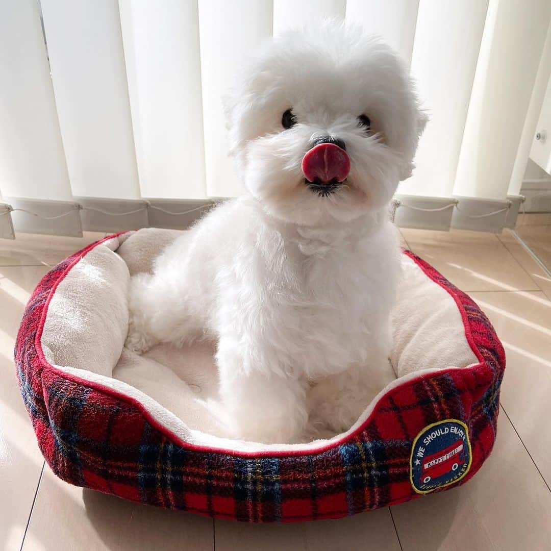 セロリさんのインスタグラム写真 - (セロリInstagram)「【日向ぼっこ】 ぬいぬい、まったり。 #maltese #マルチーズ #おじさまと猫 #ふくまる #malteseofinstagram #maltese101 #malteser #malteseofficial #maltesedog #dog #instadog #dogstagram #dogoftheday #doglovers #instapet #adorable #ilovemydog  #ペット #わんこ #ふわもこ部 #犬のいる暮らし #いぬら部  #いぬすたぐらむ #イッヌ」1月26日 17時59分 - celeryrabbit