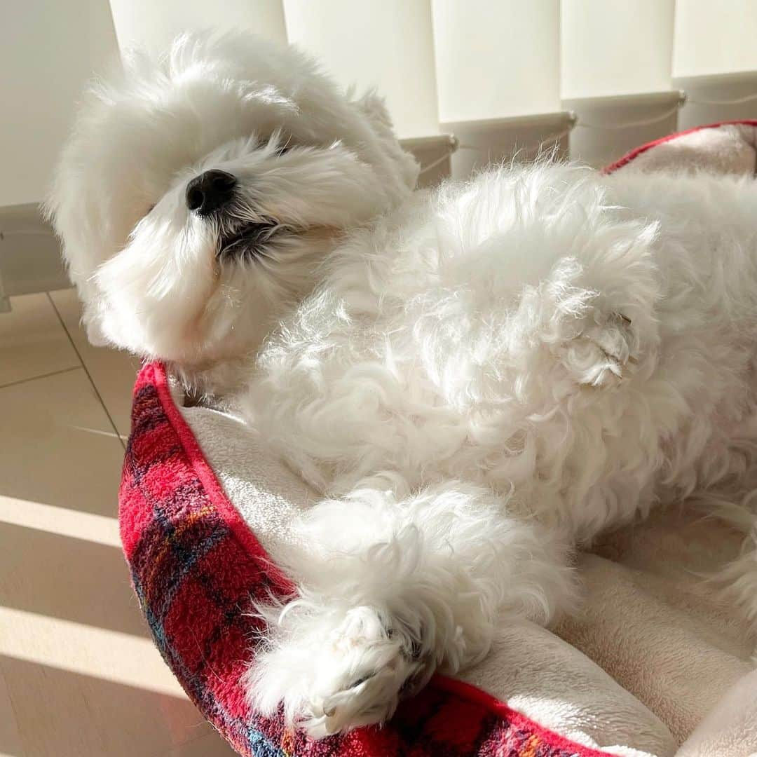 セロリさんのインスタグラム写真 - (セロリInstagram)「【日向ぼっこ】 ぬいぬい、まったり。 #maltese #マルチーズ #おじさまと猫 #ふくまる #malteseofinstagram #maltese101 #malteser #malteseofficial #maltesedog #dog #instadog #dogstagram #dogoftheday #doglovers #instapet #adorable #ilovemydog  #ペット #わんこ #ふわもこ部 #犬のいる暮らし #いぬら部  #いぬすたぐらむ #イッヌ」1月26日 17時59分 - celeryrabbit