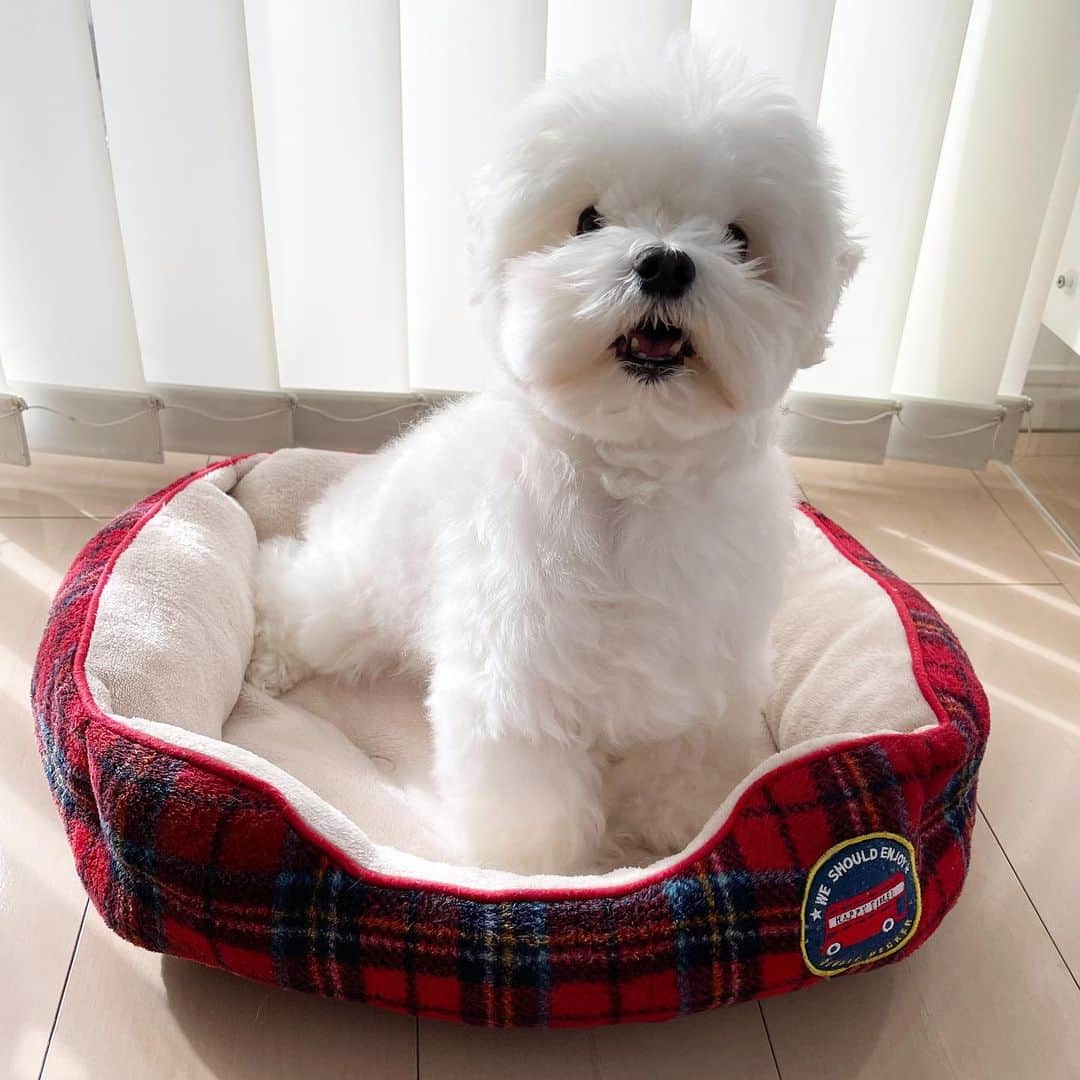 セロリのインスタグラム：「【日向ぼっこ】 ぬいぬい、まったり。 #maltese #マルチーズ #おじさまと猫 #ふくまる #malteseofinstagram #maltese101 #malteser #malteseofficial #maltesedog #dog #instadog #dogstagram #dogoftheday #doglovers #instapet #adorable #ilovemydog  #ペット #わんこ #ふわもこ部 #犬のいる暮らし #いぬら部  #いぬすたぐらむ #イッヌ」