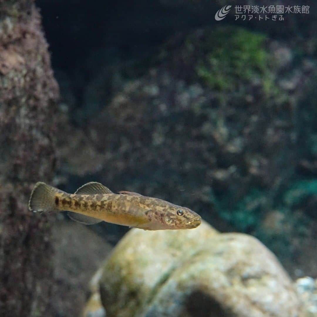 のインスタグラム：「名前のとおり浮いているウキゴリです。  ずっと浮遊しているわけではなく、植物の根にかくれたり石の上などにいることもありますよ。  #アクアトト #アクアトトぎふ #アクアトト岐阜 #水族館#aquarium#Floatinggoby#Gymnogobiusurotaenia」