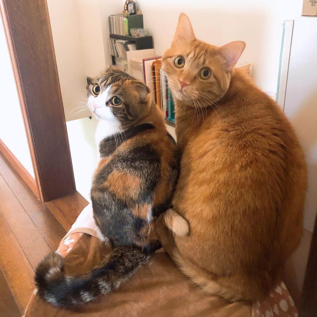 コテツさんのインスタグラム写真 コテツinstagram 21 1 26 猫コタツの上 後ろからとか上からだと 体格差がよくわかるね おはつ 2 モツ 仲良しにゃんこコンテスト ペトラフ ペトラフ見返り美人 1月26日 18時28分 Kotetuchan