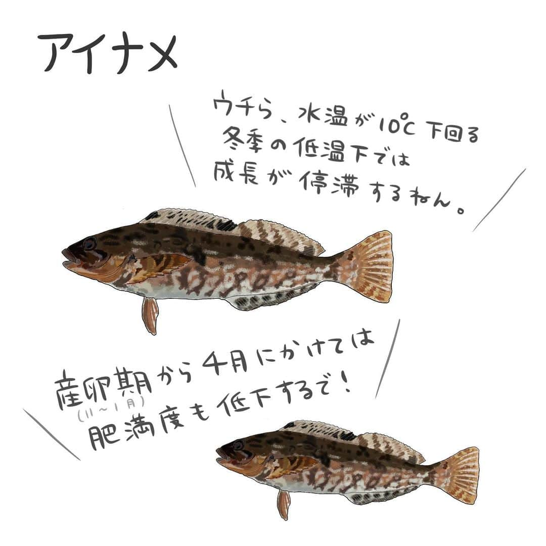 高本采実さんのインスタグラム写真 - (高本采実Instagram)「🐟 4コマ水産学「アイナメ」  「カサゴ目アイナメ科の 底生魚アイナメさん🐟」 の成長についてのお話。  ◆成長 水温が10℃を下回る冬季(12〜4月頃)：遅滞または休止 春から秋にかけて：急速に成長する  ◆肥満度 産卵期（11〜1月）から４月にかけて：低下 ５月には：急激に増加  ◆摂餌活動 ４月から５月にかけて：活発 →この時期の摂餌目的は 主に産卵後の飢餓状態からの回復の為に行われます。 成長のためのエネルギーは主にその後の摂餌行動で補われます。  飢餓状態なってるなら 産卵期・産卵後にすぐ食べたらいいやん！ って思うかもしれませんが 魚もあまりに寒いと動く気がしないものなんです🤭🐟 . . . . . #4コマ水産学 #アイナメ #鮎並 #海水魚 #カサゴ #メバル #大物 #魚の豆知識 #なるほど水産学 #ナルホド水産学 #水産学 #豆知識 #生態 #魚好き  #水族館好き  #イラスト #魚イラスト #いらすとぐらむ  #釣り #釣り好き #釣りガール #アングラー #angler #fishinggirl #钓鱼 #魚と釣りと時々料理 #さかなのきもち #高本采実 #あやみん  #ayamistagram」1月26日 18時33分 - ayami__summer