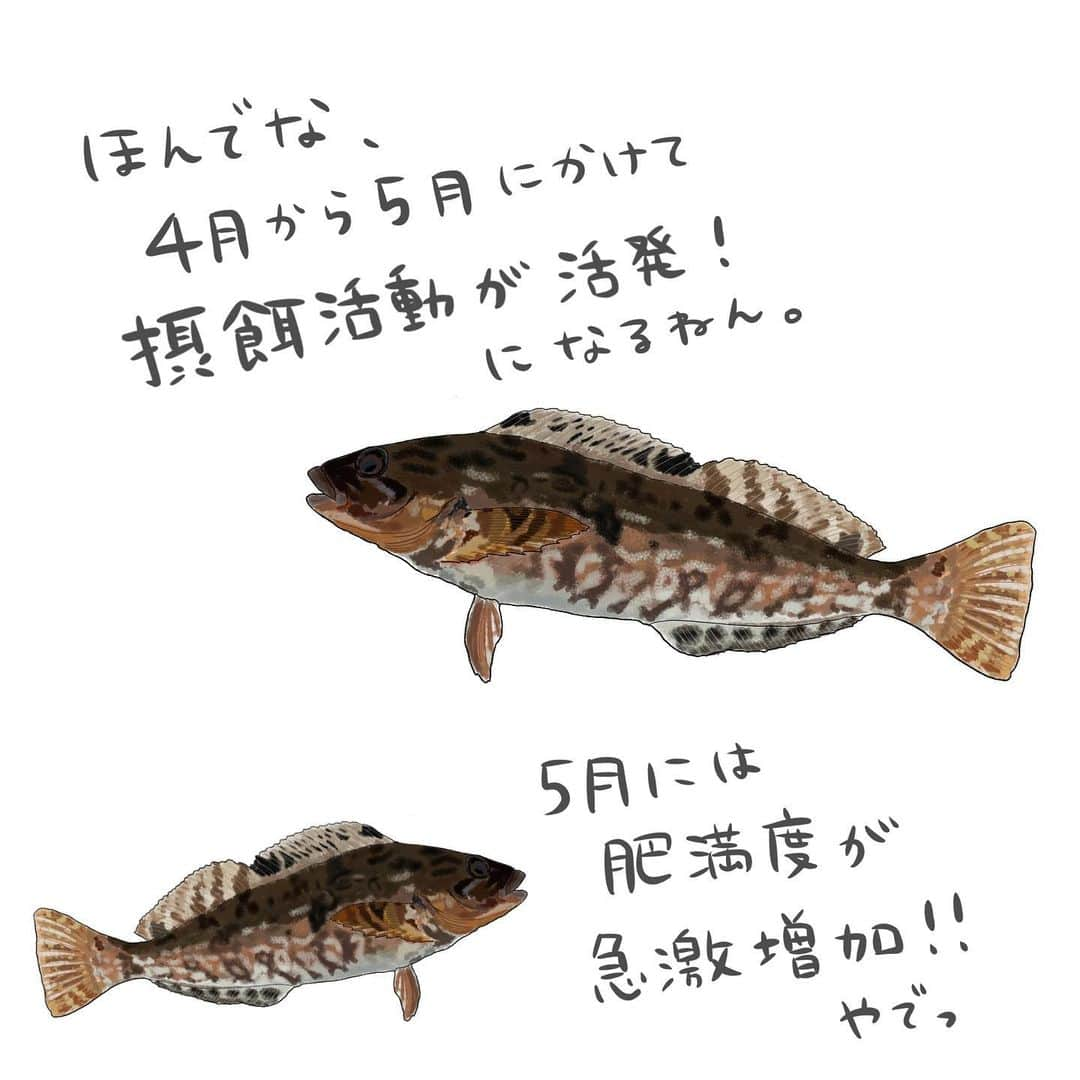 高本采実さんのインスタグラム写真 - (高本采実Instagram)「🐟 4コマ水産学「アイナメ」  「カサゴ目アイナメ科の 底生魚アイナメさん🐟」 の成長についてのお話。  ◆成長 水温が10℃を下回る冬季(12〜4月頃)：遅滞または休止 春から秋にかけて：急速に成長する  ◆肥満度 産卵期（11〜1月）から４月にかけて：低下 ５月には：急激に増加  ◆摂餌活動 ４月から５月にかけて：活発 →この時期の摂餌目的は 主に産卵後の飢餓状態からの回復の為に行われます。 成長のためのエネルギーは主にその後の摂餌行動で補われます。  飢餓状態なってるなら 産卵期・産卵後にすぐ食べたらいいやん！ って思うかもしれませんが 魚もあまりに寒いと動く気がしないものなんです🤭🐟 . . . . . #4コマ水産学 #アイナメ #鮎並 #海水魚 #カサゴ #メバル #大物 #魚の豆知識 #なるほど水産学 #ナルホド水産学 #水産学 #豆知識 #生態 #魚好き  #水族館好き  #イラスト #魚イラスト #いらすとぐらむ  #釣り #釣り好き #釣りガール #アングラー #angler #fishinggirl #钓鱼 #魚と釣りと時々料理 #さかなのきもち #高本采実 #あやみん  #ayamistagram」1月26日 18時33分 - ayami__summer