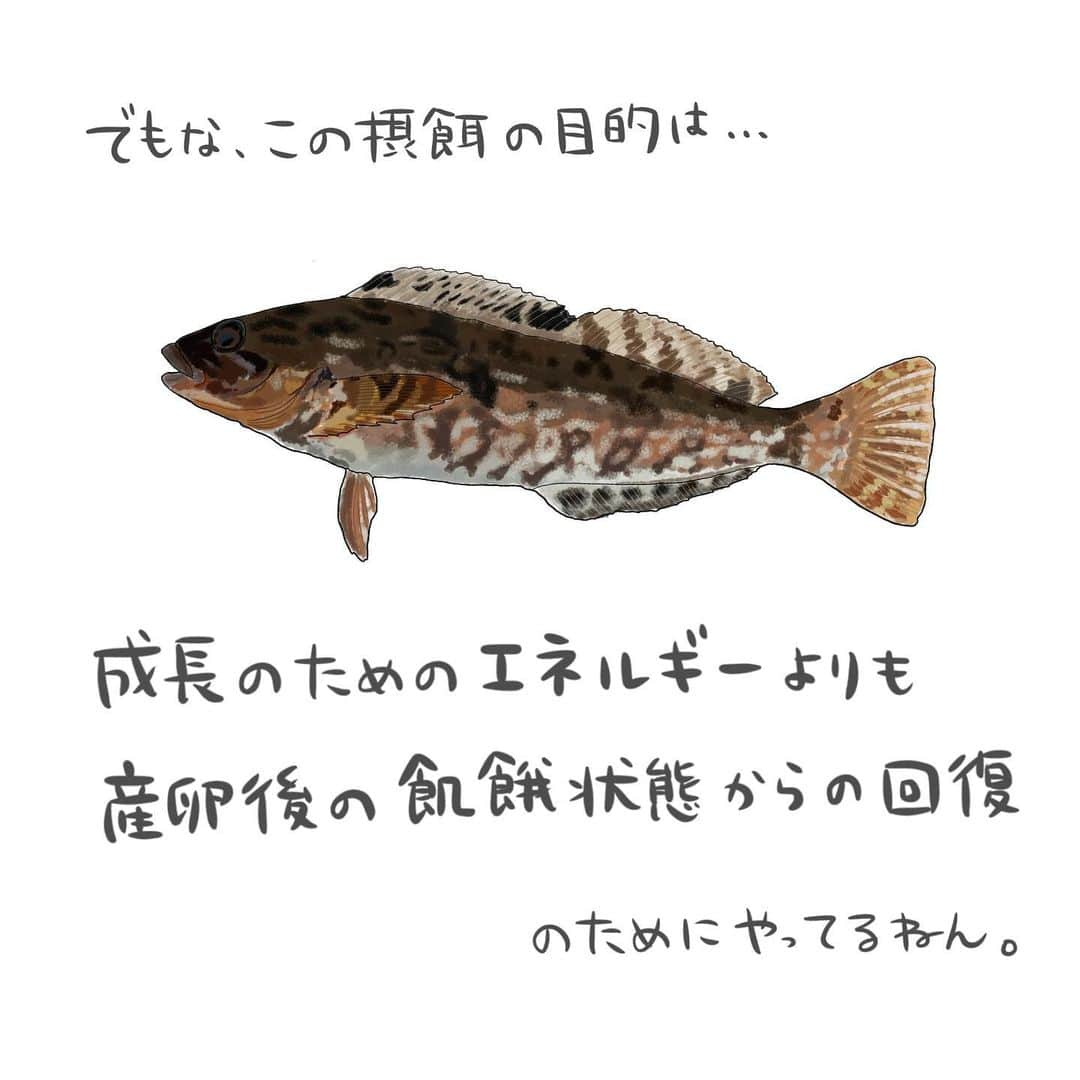 高本采実さんのインスタグラム写真 - (高本采実Instagram)「🐟 4コマ水産学「アイナメ」  「カサゴ目アイナメ科の 底生魚アイナメさん🐟」 の成長についてのお話。  ◆成長 水温が10℃を下回る冬季(12〜4月頃)：遅滞または休止 春から秋にかけて：急速に成長する  ◆肥満度 産卵期（11〜1月）から４月にかけて：低下 ５月には：急激に増加  ◆摂餌活動 ４月から５月にかけて：活発 →この時期の摂餌目的は 主に産卵後の飢餓状態からの回復の為に行われます。 成長のためのエネルギーは主にその後の摂餌行動で補われます。  飢餓状態なってるなら 産卵期・産卵後にすぐ食べたらいいやん！ って思うかもしれませんが 魚もあまりに寒いと動く気がしないものなんです🤭🐟 . . . . . #4コマ水産学 #アイナメ #鮎並 #海水魚 #カサゴ #メバル #大物 #魚の豆知識 #なるほど水産学 #ナルホド水産学 #水産学 #豆知識 #生態 #魚好き  #水族館好き  #イラスト #魚イラスト #いらすとぐらむ  #釣り #釣り好き #釣りガール #アングラー #angler #fishinggirl #钓鱼 #魚と釣りと時々料理 #さかなのきもち #高本采実 #あやみん  #ayamistagram」1月26日 18時33分 - ayami__summer