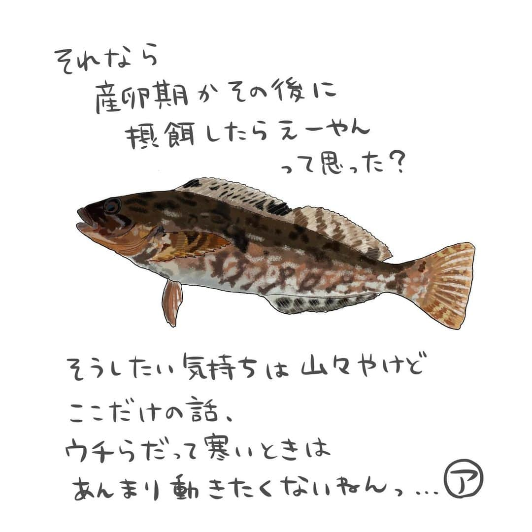 高本采実さんのインスタグラム写真 - (高本采実Instagram)「🐟 4コマ水産学「アイナメ」  「カサゴ目アイナメ科の 底生魚アイナメさん🐟」 の成長についてのお話。  ◆成長 水温が10℃を下回る冬季(12〜4月頃)：遅滞または休止 春から秋にかけて：急速に成長する  ◆肥満度 産卵期（11〜1月）から４月にかけて：低下 ５月には：急激に増加  ◆摂餌活動 ４月から５月にかけて：活発 →この時期の摂餌目的は 主に産卵後の飢餓状態からの回復の為に行われます。 成長のためのエネルギーは主にその後の摂餌行動で補われます。  飢餓状態なってるなら 産卵期・産卵後にすぐ食べたらいいやん！ って思うかもしれませんが 魚もあまりに寒いと動く気がしないものなんです🤭🐟 . . . . . #4コマ水産学 #アイナメ #鮎並 #海水魚 #カサゴ #メバル #大物 #魚の豆知識 #なるほど水産学 #ナルホド水産学 #水産学 #豆知識 #生態 #魚好き  #水族館好き  #イラスト #魚イラスト #いらすとぐらむ  #釣り #釣り好き #釣りガール #アングラー #angler #fishinggirl #钓鱼 #魚と釣りと時々料理 #さかなのきもち #高本采実 #あやみん  #ayamistagram」1月26日 18時33分 - ayami__summer