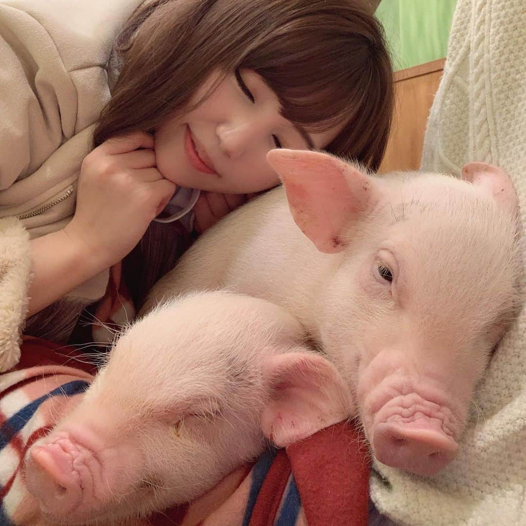 愛花みちるさんのインスタグラム写真 - (愛花みちるInstagram)「想像以上に可愛すぎた🐷︎💕︎☕  #mipigcafe #ミニブタ#ミニブタカフェ#東京#原宿#癒し#可愛い#instagood #instadaily」1月26日 18時40分 - manaka_michiru