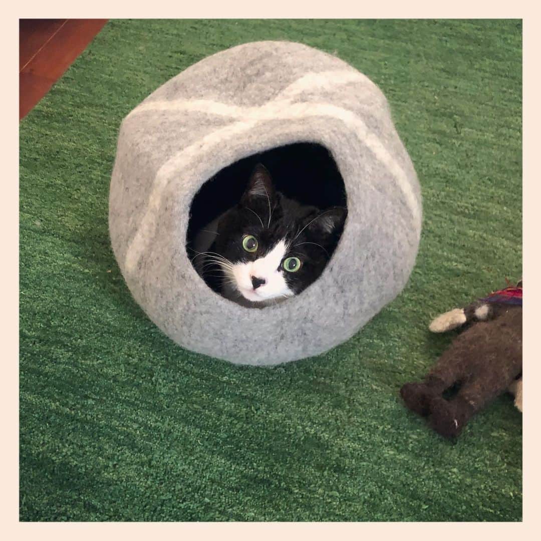 パンといっぴきのインスタグラム：「#元保護猫 #ハチワレ #白黒猫 #blackandwhitecat #tuxedocat」