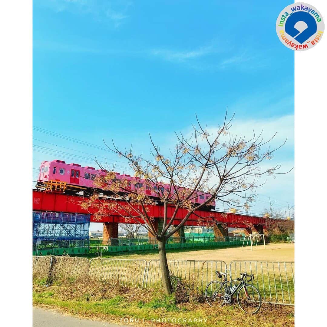 和歌山県のインスタグラム：「Insta_Wakayamaでは、皆さんがハッシュタグをつけて投稿してくださった写真から、素敵な写真をご紹介させていただきます！ 本日のピックアップは @toru_photo_ig さんのお写真です☆ ハッシュタグのご利用ありがとうございますm(_ _)m . こちらは紀の川駅から加太駅を結ぶ南海電鉄加太線を走る「めでたいでんしゃ」の「さち」ですね！😆💕紀の川サイクリングロードで撮られたようです✨ 鯛をモチーフとした可愛らしい電車で、2016年から運行しています👀 和歌山市の加太は紀淡海峡（紀州と淡路島の間の海峡）に面しており、関西でも指折りの魚釣りの聖地で、特に鯛の一本釣りが有名です！😊✨鯛のモチーフはそこから来ているようですね🌸 南海電鉄が「加太さかな線プロジェクト」として加太線沿線の魅力をPRする際に電車のリニューアルがされたのが始まりで、今では加太の海🌊をイメージした水色の「めでたいでんしゃ　かい」や、「さち」と「かい」の子供として「なな」という赤色の電車も運行しています🥰  . 和歌山に関する投稿には「 #insta_wakayama 」のハッシュタグをつけてください★ 和歌山の魅力を皆さんで発信していきましょう！ ハッシュタグをつけると同時に、写真の場所の記載・位置情報の登録もお願いします🎵 なお、お写真を撮影される際は感染対策を十分に行ってくださいね。 . #めでたいでんしゃ　#電車　#鯛　 #南海電鉄　#加太線　#和歌山県 #和歌山 #medetaidensya  #train #nankai #insta_wakayama #wakayamagram #wakayama #instameet_wakayama #nagomi_wakayama #visitwakayama #retrip_news #japan #なんて素敵な和歌山なんでしょう」