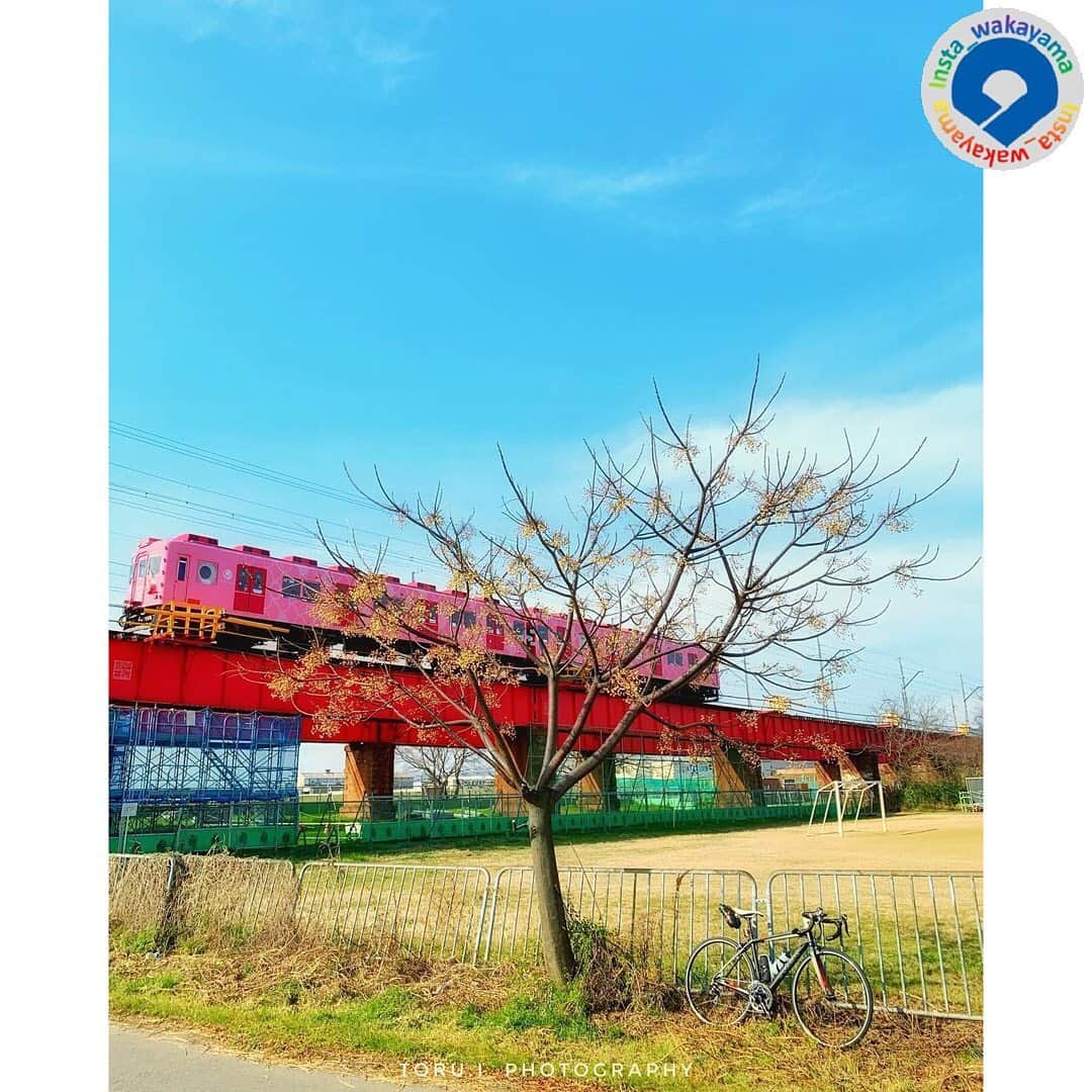 和歌山県さんのインスタグラム写真 - (和歌山県Instagram)「Insta_Wakayamaでは、皆さんがハッシュタグをつけて投稿してくださった写真から、素敵な写真をご紹介させていただきます！ 本日のピックアップは @toru_photo_ig さんのお写真です☆ ハッシュタグのご利用ありがとうございますm(_ _)m . こちらは紀の川駅から加太駅を結ぶ南海電鉄加太線を走る「めでたいでんしゃ」の「さち」ですね！😆💕紀の川サイクリングロードで撮られたようです✨ 鯛をモチーフとした可愛らしい電車で、2016年から運行しています👀 和歌山市の加太は紀淡海峡（紀州と淡路島の間の海峡）に面しており、関西でも指折りの魚釣りの聖地で、特に鯛の一本釣りが有名です！😊✨鯛のモチーフはそこから来ているようですね🌸 南海電鉄が「加太さかな線プロジェクト」として加太線沿線の魅力をPRする際に電車のリニューアルがされたのが始まりで、今では加太の海🌊をイメージした水色の「めでたいでんしゃ　かい」や、「さち」と「かい」の子供として「なな」という赤色の電車も運行しています🥰  . 和歌山に関する投稿には「 #insta_wakayama 」のハッシュタグをつけてください★ 和歌山の魅力を皆さんで発信していきましょう！ ハッシュタグをつけると同時に、写真の場所の記載・位置情報の登録もお願いします🎵 なお、お写真を撮影される際は感染対策を十分に行ってくださいね。 . #めでたいでんしゃ　#電車　#鯛　 #南海電鉄　#加太線　#和歌山県 #和歌山 #medetaidensya  #train #nankai #insta_wakayama #wakayamagram #wakayama #instameet_wakayama #nagomi_wakayama #visitwakayama #retrip_news #japan #なんて素敵な和歌山なんでしょう」1月26日 18時57分 - insta_wakayama