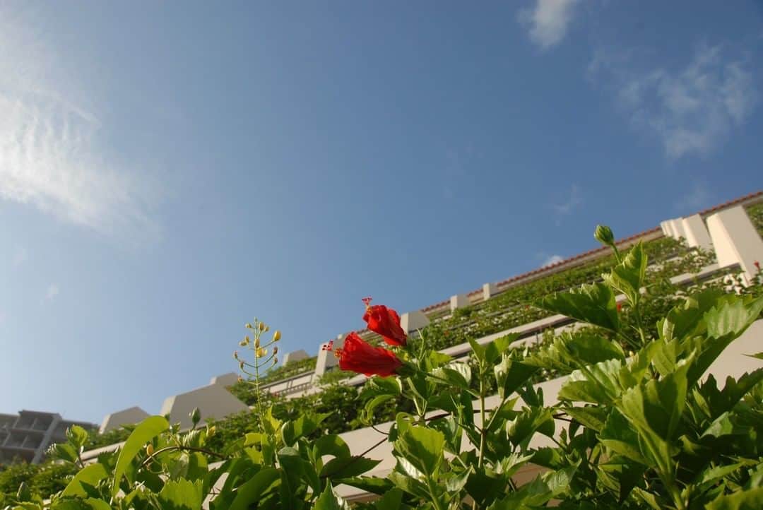 カヌチャリゾートさんのインスタグラム写真 - (カヌチャリゾートInstagram)「. 沖縄を代表する花といえば、ハイビスカス。  ハイビスカスは、ただきれいなだけでなく、 枝が丈夫なので家や畑を守る防風林代わりとして植えられていることもあるので、 沖縄では一年中いろいろな場所で咲き誇っています。  これからの季節は、ハイビスカスだけでなく、 さまざまな花が咲き誇ります。 もちろんカヌチャの敷地内にも色々なところでみることができますので、 散策を楽しんで、お気に入りの花をみつけてみてはいかがでしょうか。 . ---- ◆詳細はストーリーズでチェック！ ◆24時間以降はプロフィールのリンクからどうぞ @kanucha_resort ---- .⠀ #カヌチャは街だ⠀ #カヌチャリゾート #カヌチャ #カヌチャの冬 #沖縄の花 #ハイビスカス」1月26日 19時00分 - kanucha_resort