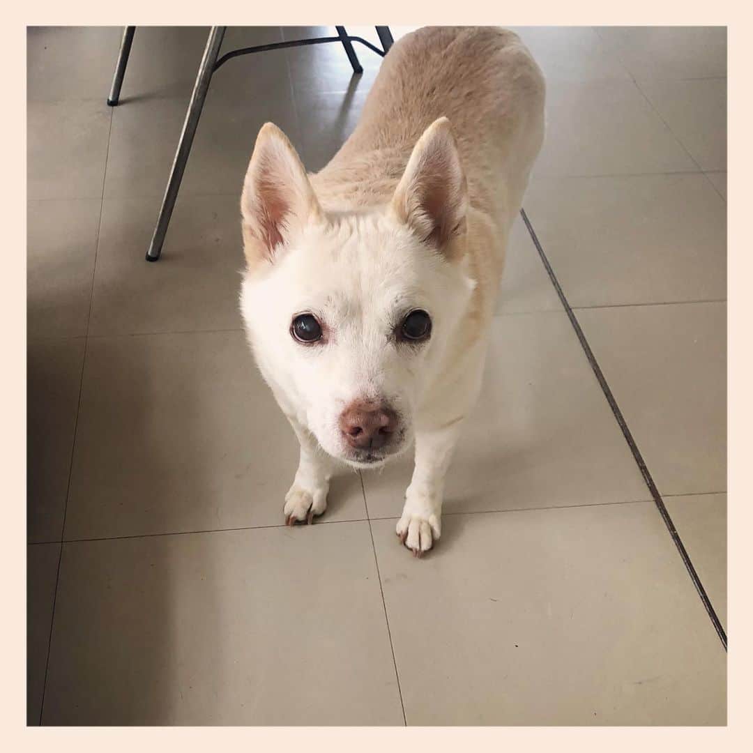 パンといっぴきのインスタグラム：「#元保護犬 #雑種犬 #crossbreed #mixdog #キップル14歳」