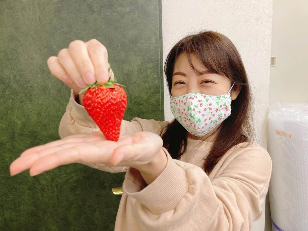 山口ひろみさんのインスタグラム写真 - (山口ひろみInstagram)「事務所で、大好きないちごをいただきました🍓 おっきい〜😆 ちなみにこの日は、マスクカバーも大好きないちご柄💕 #山口ひろみ  #悲恋半島 #北島ファミリー #北島音楽事務所  #いちご #大好き #いちごに囲まれて生活したい  #マスクカバー #いちご #いちごパフェ食べたい」1月26日 19時29分 - hiromiyamaguchi_official