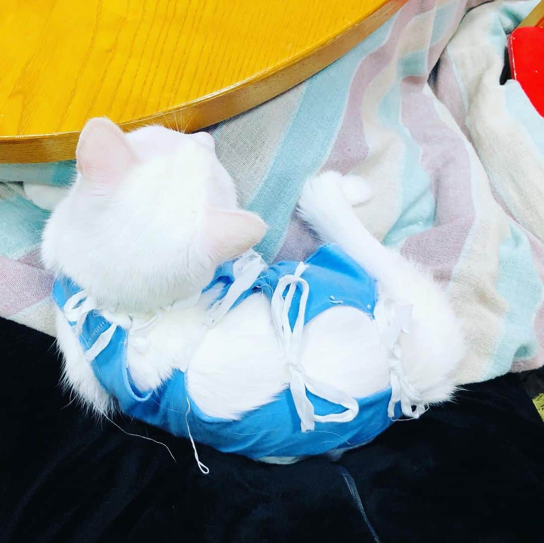 水谷さるころのインスタグラム：「おファルにゃん、本日抜糸。お洋服は後2日。#おファルにゃん」