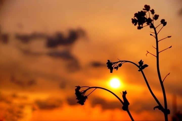 花の写真館のインスタグラム：「Photo by Takashi Hisamatsu.⠀ .⠀ Original Post[投稿いただいたURL]⠀ https://www.facebook.com/photo.php?fbid=1439661816213512⠀ .⠀ 本アカウントは、 #私の花の写真 をつけてInstagramに投稿された皆さまの花の写真や、「花の写真館」Facebookページで投稿された花の写真を紹介します。⠀ 「花の写真館」Facebookページは、「 @floral.photograph 」のプロフィールにあるURLからご覧ください。⠀ .⠀ ※各自、政府、自治体など公的機関の指示に従った行動をお願いします。⠀⠀ 東京カメラ部および分室では、写真を「見る楽しみ」を提供することを通して、微力ながら皆様にわずかな時間でも癒しをお届けしたいと思っております。⠀ ※本アカウントは東京カメラ部がFacebook、Instagramのサービスを利用して運営しているもので、Facebook社・Instagramとは一切関係ありません。⠀ .⠀ #花の写真館 #floralphotograph #floralphoto #flower #flowers⠀ Follow: @floral.photograph」