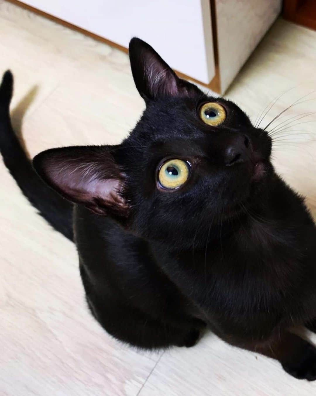 のインスタグラム：「호기심 많은 우리 쿤이🖤🖤」