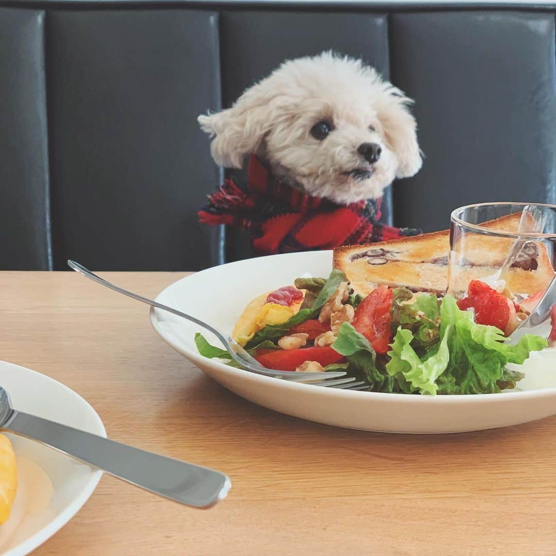 mizuのインスタグラム：「いつかの朝ごはん 舌ちろかわいい♡  #lotta_lotta #dogstagram #toypoodle #teacuppoodle  #トイプードル #ティーカッププードル #わんこ #犬との暮らし #わんこのいる生活 #犬のいる暮らし」