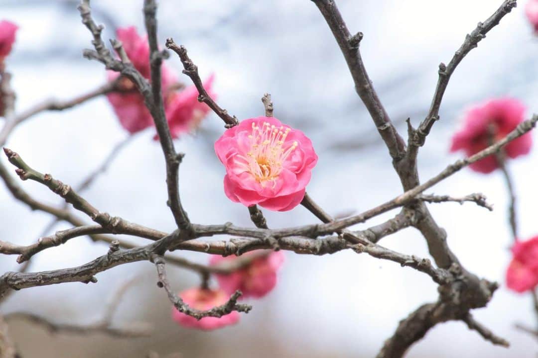 八芳園さんのインスタグラム写真 - (八芳園Instagram)「「日本を旅するバレンタイン」 . 八芳園が手がける プライベートブランド kiki - 季季 -は、 .  日本全国のよい土で育った旬の食材を使った 季節を味わうチョコレートです。 .  その土地だからこそ出せる味わい。 そこに生きる生産者の方たちの熱心な想い。 .  ひとつひとつのチョコレートに こだわりがギュッと 詰め込まれています。 .  食を見つける、 人に出会う旅に出かけづらい今、 .  日本各地の味わいを愉しめる チョコレートを たいせつな人に贈りませんか？ . ■HAPPO-EN VALENTINE 2021 特設サイト https://happo-en.com/event/valentain2021/ . . @chocolate.kiki . . #八芳園 #結婚式場 #日本庭園 . #バレンタイン #チョコレート #バレンタインデー #チョコ #🍫 #バレンタインチョコ #バレンタイン2021 #チョコレート好き #チョコ好き #スイーツ好きな人と繋がりたい  . #東京観光 #東京カメラ部 #カメラ好きな人と繋がりたい #写真好きな人と繋がりたい #ファインダー越しの私の世界 #その瞬間に物語を #梅 . #式場探し #プレ花嫁さんと繋がりたい . #japanesegarden  #japan_of_insta #instravel #team_jp_ #japantravel #jp_mood #jp_views #ig_japan」1月26日 19時46分 - happoen