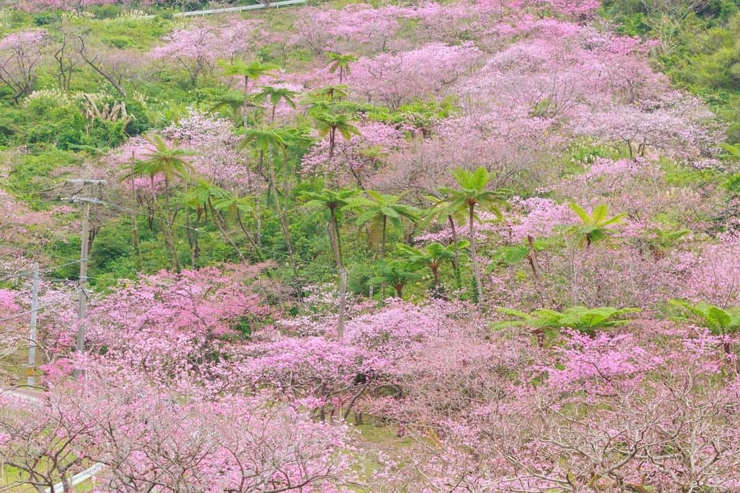 おきなわLikesさんのインスタグラム写真 - (おきなわLikesInstagram)「沖縄はもう桜の季節ですね🌸  昨日ぐらいからお昼はポカポカしていて なんかホッとします☺️  ということで、これまでにおきなわLikesで 撮った桜の一部を置いておきます❣️  本日もみなさん、お疲れ様でしたー☺️  #桜 #寒緋桜 #沖縄 #おきなわLikes #okinawa」1月26日 19時40分 - okinawa_likes