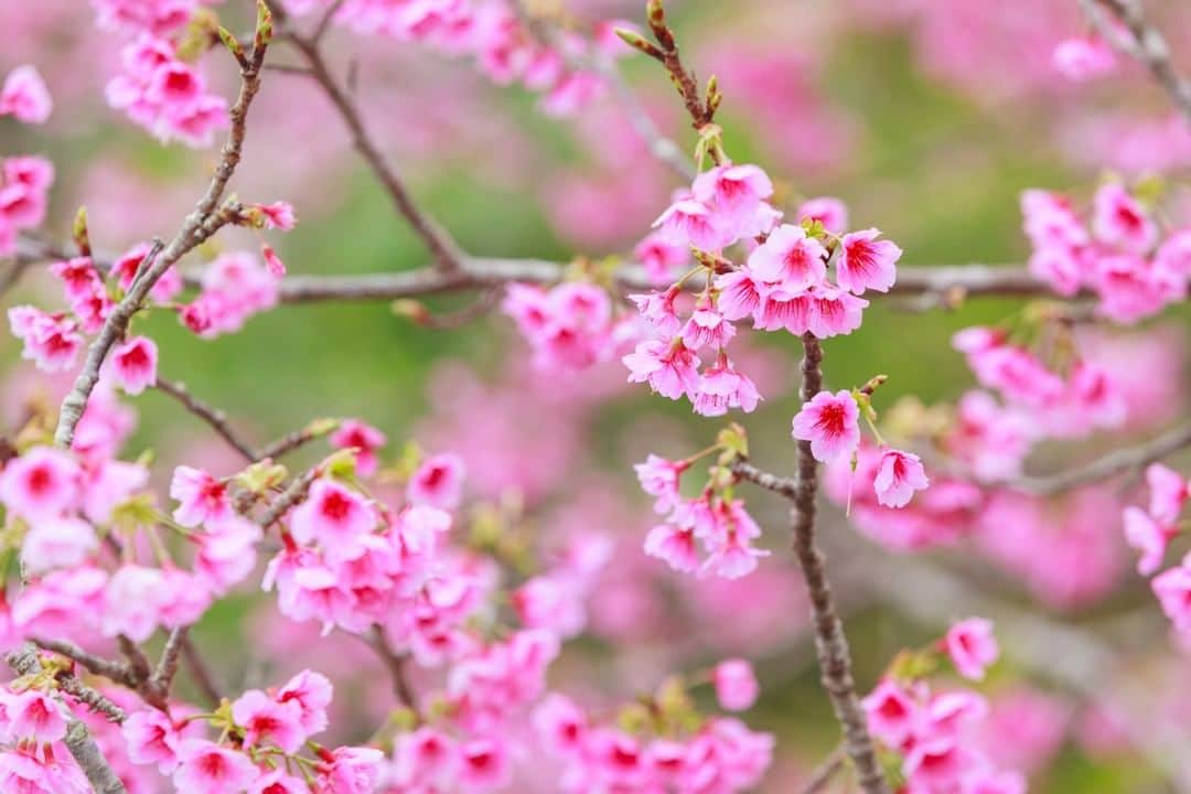おきなわLikesさんのインスタグラム写真 - (おきなわLikesInstagram)「沖縄はもう桜の季節ですね🌸  昨日ぐらいからお昼はポカポカしていて なんかホッとします☺️  ということで、これまでにおきなわLikesで 撮った桜の一部を置いておきます❣️  本日もみなさん、お疲れ様でしたー☺️  #桜 #寒緋桜 #沖縄 #おきなわLikes #okinawa」1月26日 19時40分 - okinawa_likes
