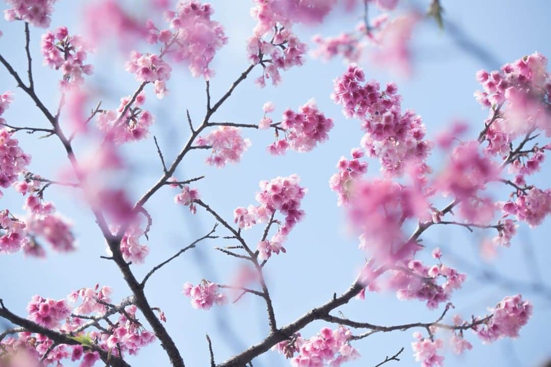 おきなわLikesのインスタグラム：「沖縄はもう桜の季節ですね🌸  昨日ぐらいからお昼はポカポカしていて なんかホッとします☺️  ということで、これまでにおきなわLikesで 撮った桜の一部を置いておきます❣️  本日もみなさん、お疲れ様でしたー☺️  #桜 #寒緋桜 #沖縄 #おきなわLikes #okinawa」