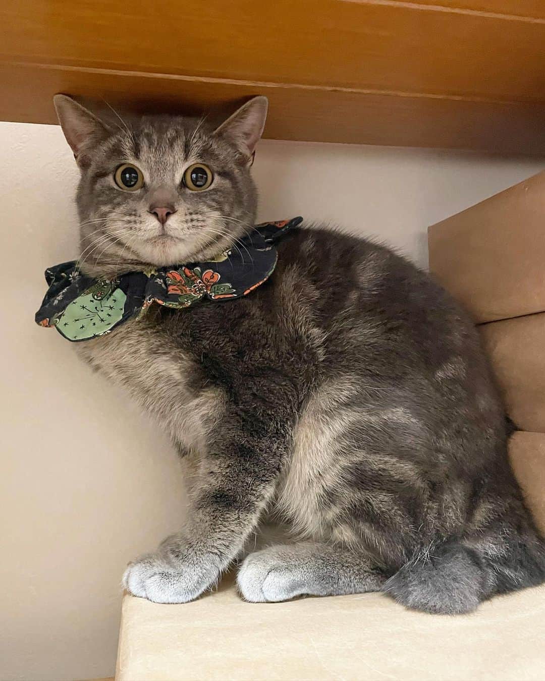 maimocotoのインスタグラム：「6ヶ月の子猫がやって来ました💙 美しいグレーの女の子✨ 誠に勝手ながら私の95猫目の保護猫ちゃんなので、数字から“キコ“と名付けました♪ 去年の秋に保護していた #東京下町3兄妹 の実の妹です。ビビリ過ぎな性格で一緒に捕獲が中々できず、4ヶ月遅れで我が家にやって来ました。こちらの地区の団体さんは猫が多すぎゆえ、里親さんが見つかりそうな子猫以外は預かりさんも見つからず避妊したらリリースになってしまうことが多いみたいです。 車通りの多い場所にいたキコ。 会えて本当に嬉しいです。愛と執念で保護してくれた保護主さんには感謝しかありません😭 ＊ ＊ 『ここの猫たちはぐいぐいくるわね。キコ、びっくりしてるの』 ＊ ＊ #モコチコピコチャキはぐいぐい #ようこそキコちゃん #こっちゃんはとりあえずシャーのあいさつしてたよ #ゆっくり慣れてもらいます♪」