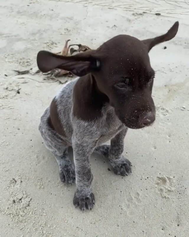 のインスタグラム：「A little beach wind in the hair never hurt anybody 🤣🐶 By @bushandreagan」