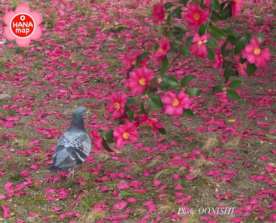 はなまっぷ❁日本の花風景さんのインスタグラム写真 - (はなまっぷ❁日本の花風景Instagram)「🌸はなまっぷ🌸 * @oonishi_6725 さんの 花のある風景に花まるを💮 * 鮮やかな花びらの上を優雅に歩く鳩さんをありがとうございます😊🌸 * 香川 Kagawa Pref. * 🌼山茶花の花言葉📝🌼 困難に打ち勝つ、ひたむきさ * 見頃を過ぎている場所もご紹介しています。お出かけの際はHP等で最新の情報をご確認くださいね🙏🌸 * 🌸•••🌸•••🌸•••🌸•••🌸•••🌸 * いつも素敵なお花をありがとうございます😊 日本の花のある風景にタグ付けしてください🌸 お花があれば何でもOKです💓 * #はなまっぷ * #日本の美しい花風景#花のある風景#花#花言葉#風景#山茶花#サザンカ * 🌸••••••お知らせ••••••🌸 * 花の写真展に参加してみませんか？？ 詳細はプロフィール記載のHP内をご覧ください」1月26日 20時15分 - hanamap