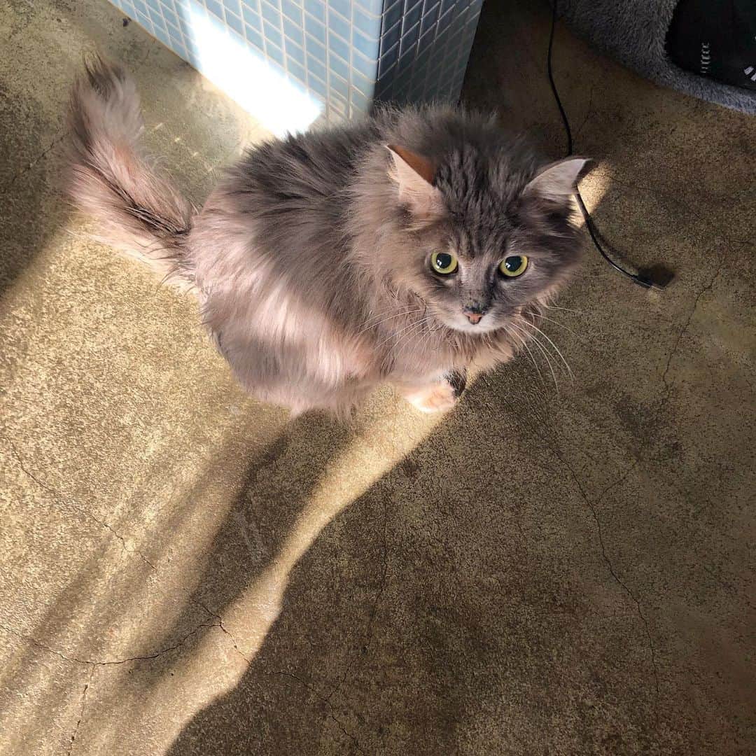 北岡りえのインスタグラム：「上目遣いロキ。🐈  仕事もプライベートでも今できることを考えてあれこれと動きながら また色んな人と会える日を楽しみに🤍」