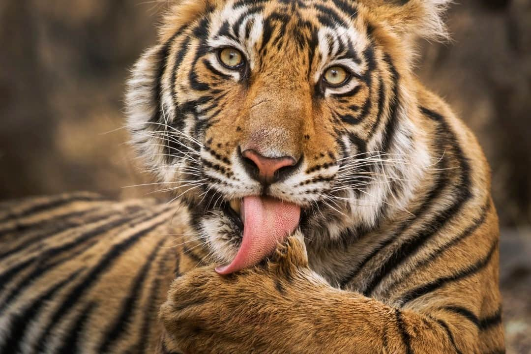 ナショナルジオグラフィックさんのインスタグラム写真 - (ナショナルジオグラフィックInstagram)「Photo by Karine Aigner @kaigner / Deep in India’s Ranthambore National Park lives a famous tigress. Some call her T-39, some call her Mala. And some of us know her as Noor. Noor was raised in the limelight of tourists and trucks. She is the pride of the Indian guides who have observed her her entire life. During my weeks in Ranthambore, I was graced with Noor’s presence several times. Noor is magnificence, confidence, and strength all wrapped into one gorgeous creature. Seeing a big cat in the wild landscape it belongs in changes you. I realized how small we really are, and how perfectly nature works without us. I was able to see Noor several times, and even more special was to see her with a set of three subadult cubs. Twenty feet in front of my vehicle sat Noor and one of her kittens, pictured here. Grooming and watching, Noor’s kittens were much like their mother in confidence and stature. Not yet old enough to be completely independent, this cat and its siblings still tagged along with their mother. But Noor was beginning to push them away, as tigers do—sending them on to find and patrol their own territories, teaching them to be adults and to fend for themselves in a landscape they would soon call their own. For more stories about the intersection of humans and the animal world follow me @kaigner. #tiger #ranthambore #bengaltiger #endangeredspecies #wildlife」1月26日 20時38分 - natgeo