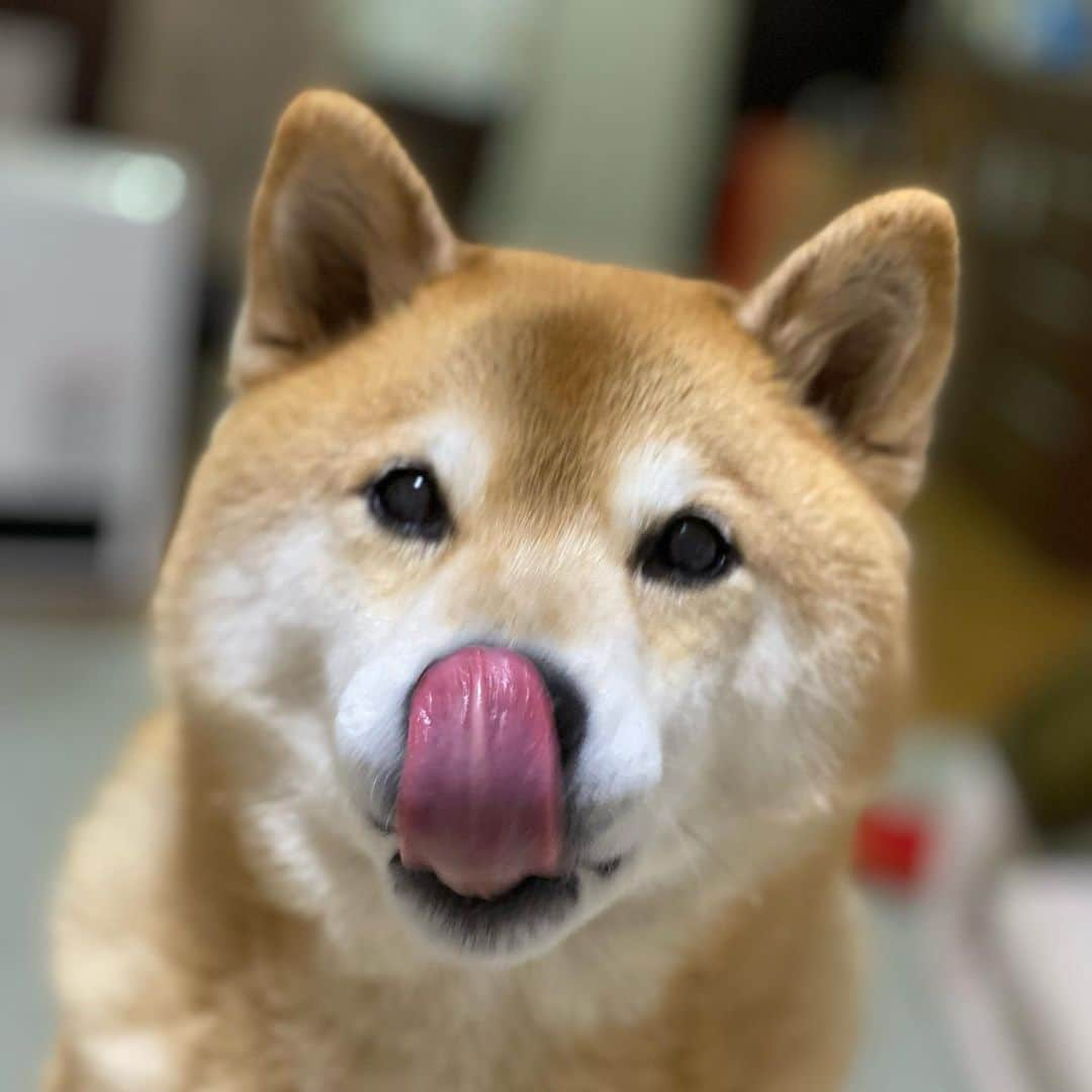 まる（まるたろう）さんのインスタグラム写真 - (まる（まるたろう）Instagram)「I’m ready for a snack. ✨🐶☺️✨パパ、ママがお風呂入ってる隙に小腹減ったから、オヤツちょうだい #あそこの戸棚にはいってるやつ #大丈夫ナイショにしといてあげるから #じぇったいバレない #柴犬嘘つかない #ほら #はよ」1月26日 20時37分 - marutaro